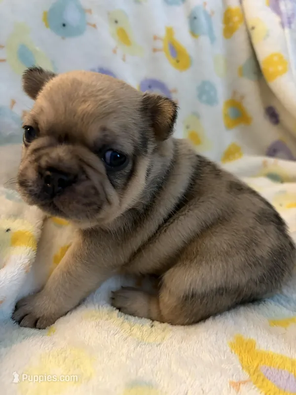 AKC Chocolate Merle Male – French Bulldog puppy for sale in Opp, AL
