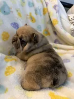 AKC Chocolate Merle Male, a male French Bulldog for sale in Opp, AL – Photo 5 of 10