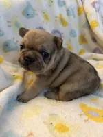 AKC Chocolate Merle Male, a male French Bulldog for sale in Opp, AL – Photo 4 of 10