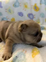 AKC Chocolate Merle Male, a male French Bulldog for sale in Opp, AL – Photo 2 of 10