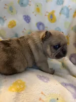 AKC Chocolate Merle Male, a male French Bulldog for sale in Opp, AL – Photo 6 of 10
