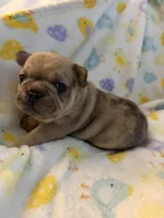 AKC Chocolate Merle Male, a male French Bulldog for sale in Opp, AL – Photo 7 of 10