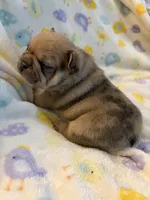 AKC Chocolate Merle Male, a male French Bulldog for sale in Opp, AL – Photo 10 of 10