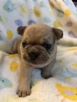 AKC Chocolate Merle Male, a male French Bulldog for sale in Opp, AL – Photo 8 of 10