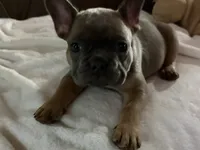 AKC FEMALE Blue Fluffy Carrier , a female French Bulldog for sale in Opp, AL – 5 of 10