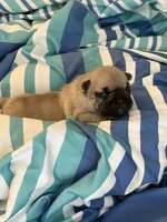 AKC Magnus, a male French Bulldog for sale in Opp, AL – 10 of 10