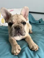 AKC Cream Merle Male, a male French Bulldog for sale in Opp, AL – Photo 1 of 10