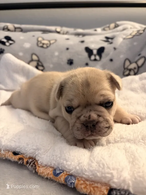 AKC Cream Merle Male