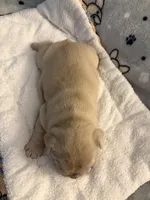 AKC Cream Merle Male, a male French Bulldog for sale in Opp, AL – Photo 2 of 7