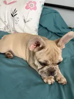 AKC Cream Merle Male, a male French Bulldog for sale in Opp, AL – Photo 10 of 10