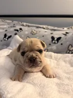 AKC Cream Merle Male, a male French Bulldog for sale in Opp, AL – Photo 4 of 7
