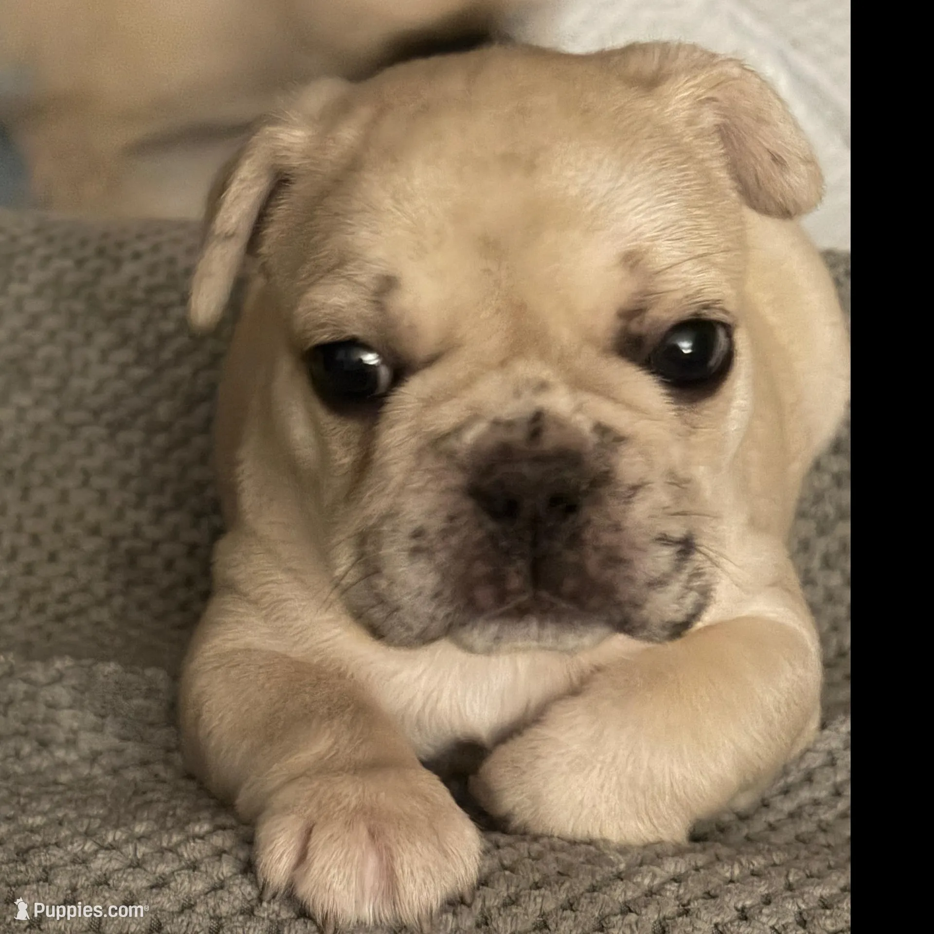 AKC Cream Merle Male