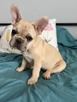 AKC Cream Merle Male, a male French Bulldog for sale in Opp, AL – Photo 5 of 10