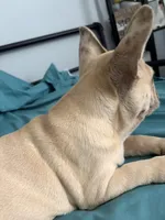 AKC Cream Merle Male, a male French Bulldog for sale in Opp, AL – Photo 7 of 10