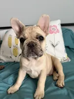 AKC Cream Merle Male, a male French Bulldog for sale in Opp, AL – Photo 3 of 10