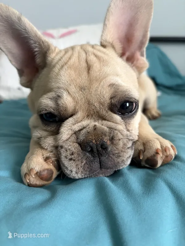 AKC Cream Merle Male – French Bulldog puppy for sale in Opp, AL