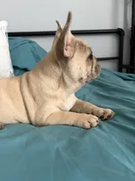 AKC Cream Merle Male, a male French Bulldog for sale in Opp, AL – Photo 9 of 10