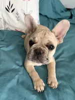 AKC Cream Merle Male, a male French Bulldog for sale in Opp, AL – Photo 4 of 10