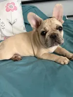 AKC Cream Merle Male, a male French Bulldog for sale in Opp, AL – Photo 2 of 10