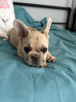 AKC Cream Merle Male, a male French Bulldog for sale in Opp, AL – Photo 6 of 10