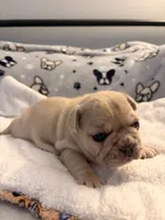 AKC Cream Merle Male, a male French Bulldog for sale in Opp, AL – Photo 3 of 7