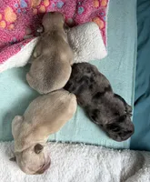 AKC Cream Merle Male, a male French Bulldog for sale in Opp, AL – Photo 6 of 7