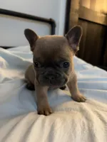 AKC Blue Female, a female French Bulldog for sale in Opp, AL – Photo 3 of 10