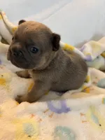 AKC Blue Female, a female French Bulldog for sale in Opp, AL – Photo 8 of 10