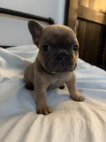 AKC Blue Female, a female French Bulldog for sale in Opp, AL – Photo 1 of 10