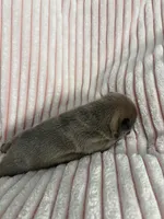 AKC Blue Female, a female French Bulldog for sale in Opp, AL – Photo 10 of 10