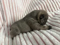 AKC Blue Female, a female French Bulldog for sale in Opp, AL – Photo 7 of 10