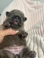 AKC Blue Female, a female French Bulldog for sale in Opp, AL – Photo 5 of 10