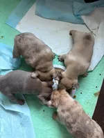 AKC Blue Female, a female French Bulldog for sale in Opp, AL – Photo 9 of 10