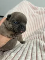 AKC Blue Female, a female French Bulldog for sale in Opp, AL – Photo 2 of 10