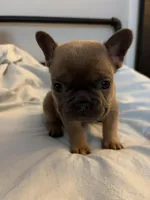 AKC Blue Female, a female French Bulldog for sale in Opp, AL – Photo 6 of 10