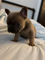 AKC Blue Female, a female French Bulldog for sale in Opp, AL – Photo 4 of 10