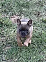 AKC FEMALE Blue Fluffy Carrier , a female French Bulldog for sale in Opp, AL – 2 of 10