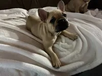 AKC FEMALE Fawn Black Mask Fluffy Carrier, a female French Bulldog for sale in Opp, AL – 2 of 10