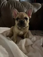 AKC Fawn Merle Fluffy Carrier, a male French Bulldog for sale in Opp, AL – 4 of 10