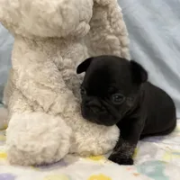 Tux - pending, a male French Bulldog for sale in Opp, AL – Photo 4 of 10