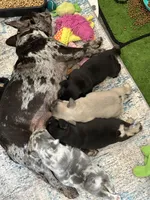 Tux - pending, a male French Bulldog for sale in Opp, AL – Photo 6 of 10