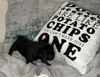 Tux - pending, a male French Bulldog for sale in Opp, AL – Photo 10 of 10