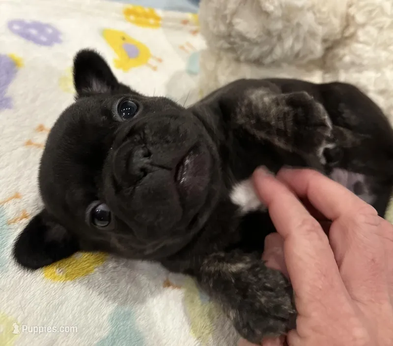 Tux - pending, a male French Bulldog for sale in Opp, AL – Photo 1 of 10