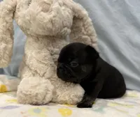 Tux - pending, a male French Bulldog for sale in Opp, AL – Photo 3 of 10