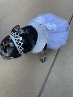 Tux - pending, a male French Bulldog for sale in Opp, AL – Photo 8 of 10