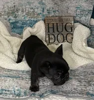 Tux - pending, a male French Bulldog for sale in Opp, AL – Photo 9 of 10