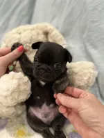 Tux - pending, a male French Bulldog for sale in Opp, AL – Photo 2 of 10