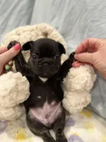 Tux - pending, a male French Bulldog for sale in Opp, AL – Photo 5 of 10