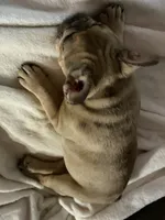 AKC Fawn Merle Fluffy Carrier, a male French Bulldog for sale in Opp, AL – 8 of 10