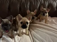 AKC FEMALE Fawn Black Mask Fluffy Carrier, a female French Bulldog for sale in Opp, AL – 4 of 10